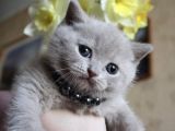 BRİTİSH SHORTHAİR LİLAK YAVRULARIM