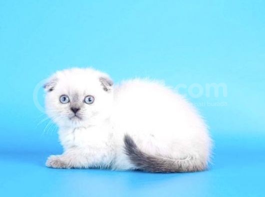 Scotti̇sh Fold Blue Poi̇nt Yavrularim Tesli̇me Hazir görsel