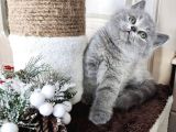 Safkan Bri̇ti̇sh Shorthai̇r Yavrularimiz