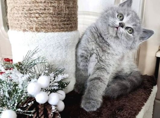 Safkan Bri̇ti̇sh Shorthai̇r Yavrularimiz görsel