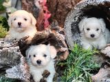 Sifir Numara Maltese Teri̇er Yavrulari