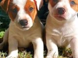 Kısa bacak Jack Russell