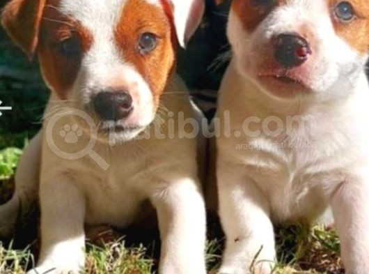 Kısa Bacak Jack Russell