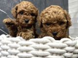 Poddle Bebekler