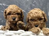 Poddle bebekler