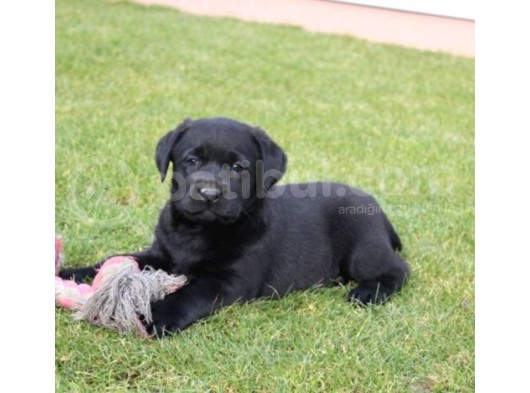Siyah Labrador Yavruları görsel