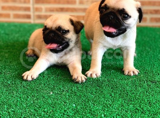 Muhteşem Güzellikte Basık Burun Gül Kuyruk Pug Yavrular görsel
