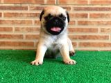 Muhteşem Güzellikte Basık Burun Gül Kuyruk Pug Yavrular