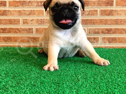 Muhteşem Güzellikte Basık Burun Gül Kuyruk Pug Yavrular görsel