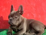 Güzeller Güzeli Dişi French Bulldog Blue Yavrumuz