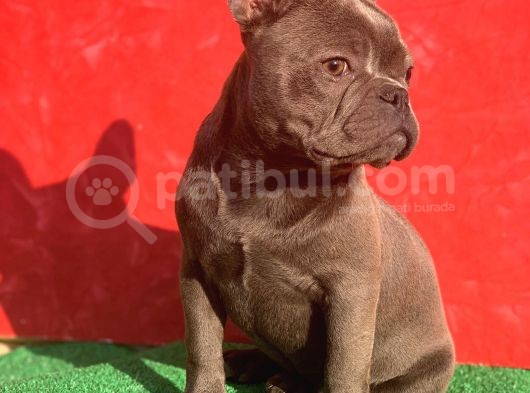 Güzeller Güzeli Dişi French Bulldog Blue Yavrumuz görsel