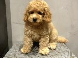 Xxs En İyi̇ Görsel Toy Poodle Yavrular 