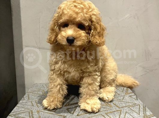 Xxs En İyi̇ Görsel Toy Poodle Yavrular  görsel