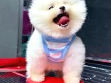 Orji̇nal Pomerani̇an Boo