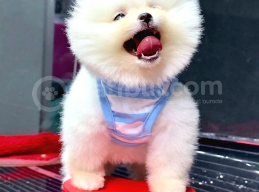 Orji̇nal Pomerani̇an Boo görsel