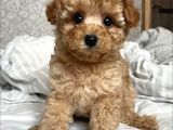 SHOW GÖRSEL TOY POODLE YAVRULAR