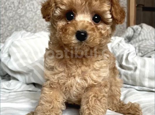 Show Görsel Toy Poodle Yavrular
