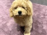 Xxs Toy Poodle Yavrular