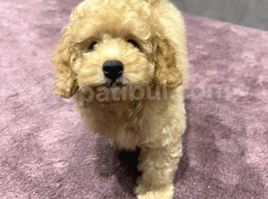 Xxs Toy Poodle Yavrular görsel