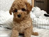 Show Görsel Toy Poodle Yavrular
