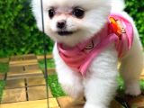Orji̇nal Pomerani̇an Boo