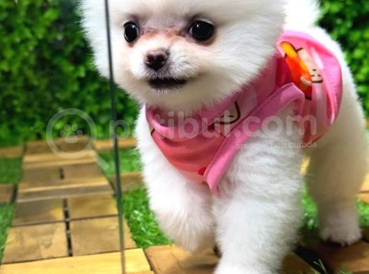 Orji̇nal Pomerani̇an Boo görsel