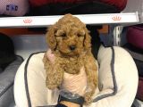 Irk Ve Sağlik Garanti̇li̇ Aşili Toy Poodle Bebekler