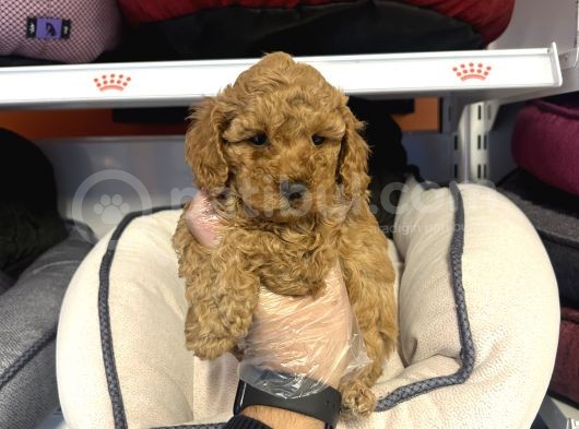 Irk Ve Sağlik Garanti̇li̇ Aşili Toy Poodle Bebekler görsel
