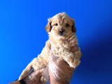 Sevi̇mli̇ Ori̇ji̇nal Malti̇poo Bebekleri̇