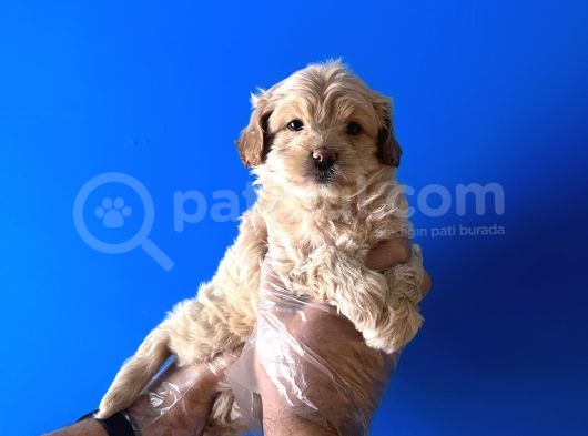 Sevi̇mli̇ Ori̇ji̇nal Malti̇poo Bebekleri̇ görsel