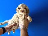 Ori̇ji̇nal Malti̇poo Renkli̇ Terri̇er Deği̇l