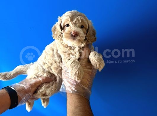 Ori̇ji̇nal Malti̇poo Renkli̇ Terri̇er Deği̇l görsel