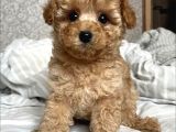 Show Görsel Toy Poodle Yavrular