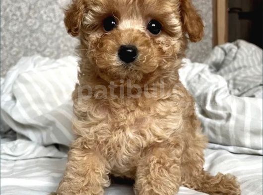 Show Görsel Toy Poodle Yavrular görsel