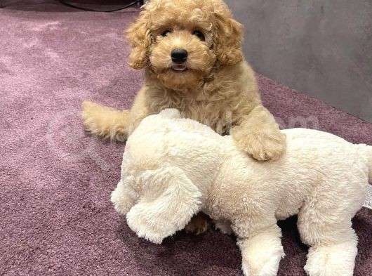 Xxs En İyi̇ Görsel Toy Poodle Yavrular  görsel