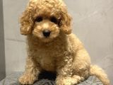 Xxs En İyi̇ Görsel Toy Poodle Yavrular 