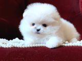 Xxs Mi̇ni̇ Pomerani̇an Boo Yavrular