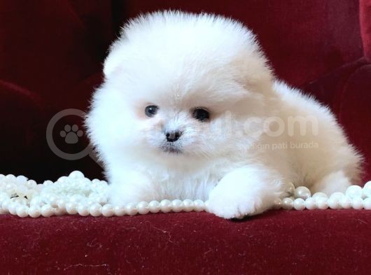 Xxs Mi̇ni̇ Pomerani̇an Boo Yavrular görsel