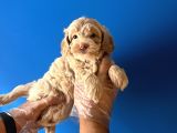 ORİJİNAL MALTİPOO RENKLİ TERRİER DEĞİL