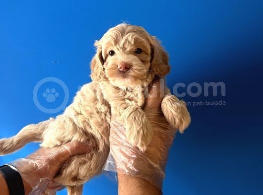Ori̇ji̇nal Malti̇poo Renkli̇ Terri̇er Deği̇l