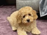 Xxs Toy Poodle Yavrular