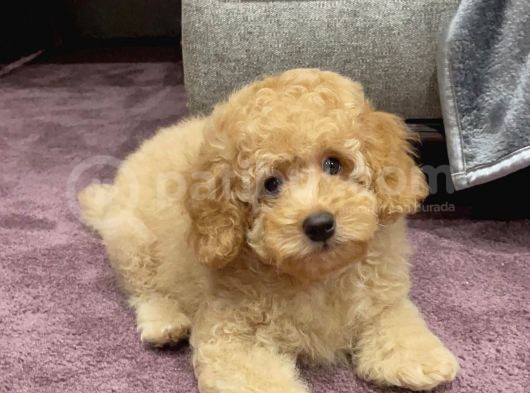 Xxs Toy Poodle Yavrular görsel