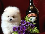 Teddy Bear Pomerani̇an Yavrular