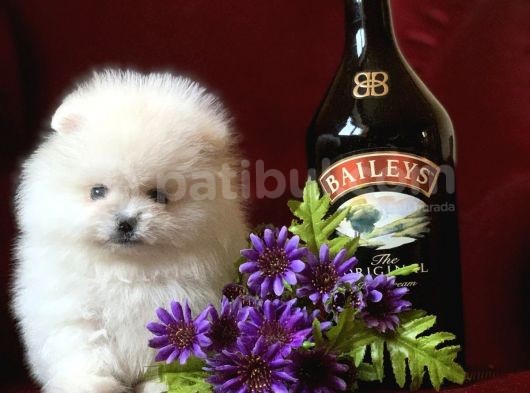 Teddy Bear Pomerani̇an Yavrular görsel