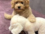 XXS EN İYİ GÖRSEL TOY POODLE YAVRULAR 
