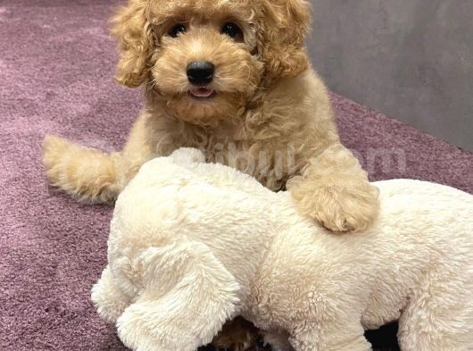 Xxs En İyi̇ Görsel Toy Poodle Yavrular 