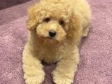 Xxs Toy Poodle Yavrular