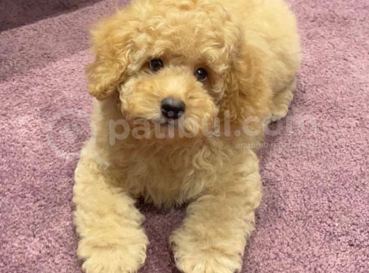 Xxs Toy Poodle Yavrular görsel