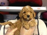 Toy Poodle Bebekleri̇mi̇z