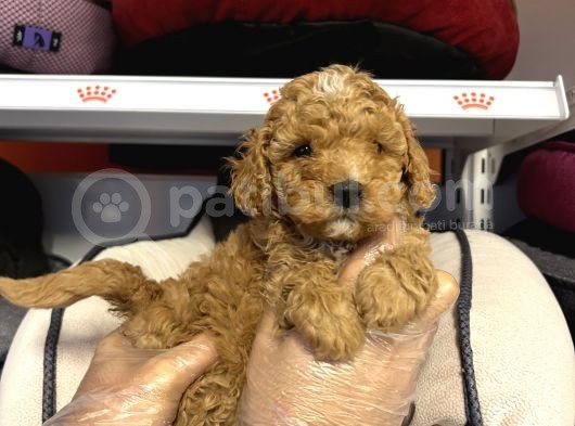 Toy Poodle Bebekleri̇mi̇z görsel